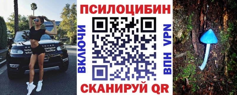 цена   Камбарка  Псилоцибиновые грибы Psilocybe 